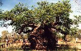 Boab Prison Tree, near Derby (click for enlargement)