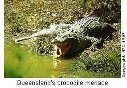 dangerours species of Northern Queensland: waltwater crocodiles