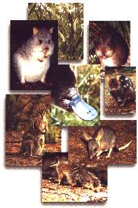ESL tries to save Australias unique wildlife (click for enlargement of the picutures)