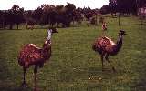 Emus, Phillip Island Wildlife Park (click for enlargement)