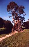 The Herbig Family Tree, Springton/Barossa Valley (click for enlargement)