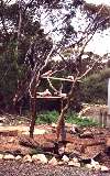 Galah cockatoos, at Yookamurra Sanctuary (click for enlargement)