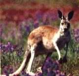 Kangaroo (click for enlargement)