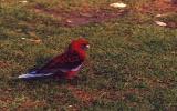 Colourful Birdlife at Wilsons Promontory NP (Vic): Crimson Rosella (click for enlargement)