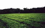 tea plantation, Cape Tribulation (FNQ), click for enlargement