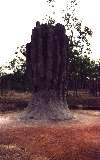 Termites, Kakadu NP (click for enlargement)