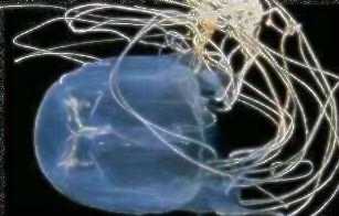dangerours species of Northern Queensland: the box jelly fish.  