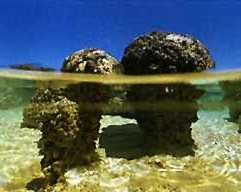 stromatolites, Hamlin Pool